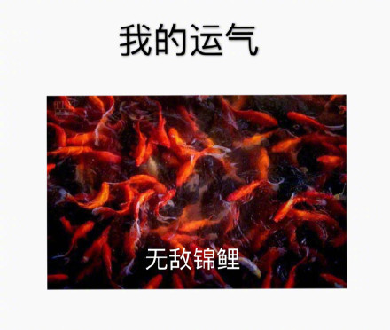 無(wú)敵錦鯉